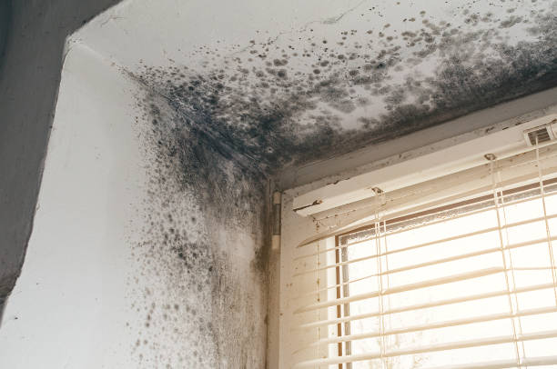 Affordable Black Mold Remediation solutions in Keasbey, NJ
